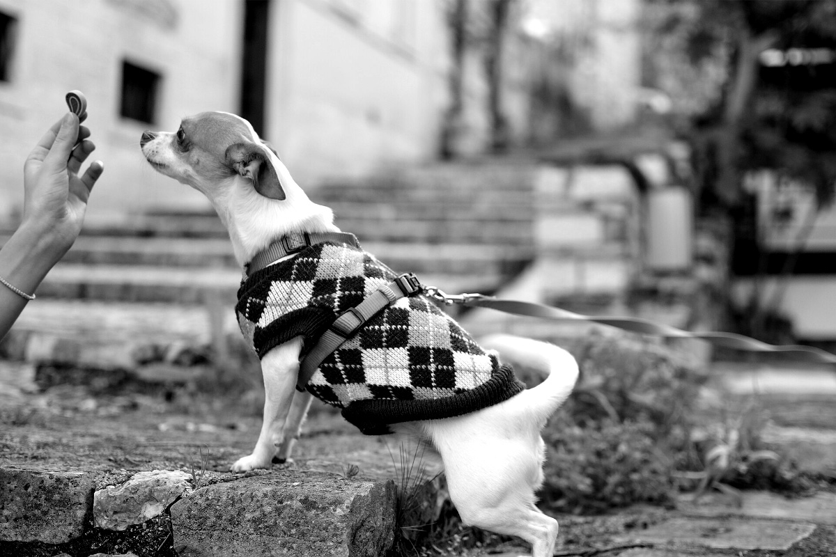 A small white and tan dog in an argyle jumper and a harness on a lead sits up on a stone step toward a treat held in a hand at the left, with stone steps behind, in black and white