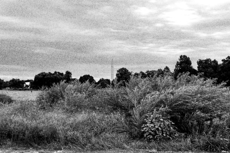 The Washington Monument rising beyond a line of trees and a wide band of tall, overgrown grass and shrubs at the edge of the East Potomac golf links under a low overcast sky, in grainy high-contrast black and white